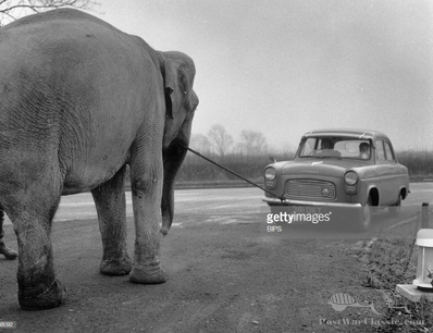An Indian elephant to help Austin drivers