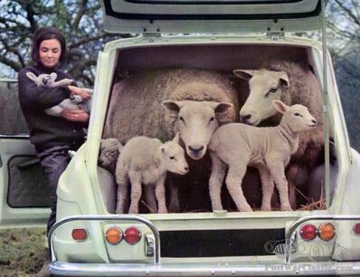Little Lamb Day: prelude to Spring